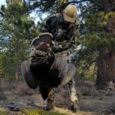 eddie bauer genius belt