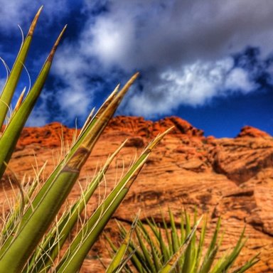 wolverine crossbuck xtreme