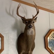 wncbowhunter