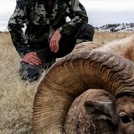 NE Herd Bull