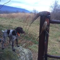 Goshawk