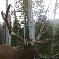 BigElk1