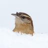 Birderbob