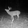 Appalachain Hunter 304