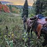 IdahoJoe29