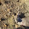 AZHunt55