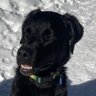 Brrrdoggin