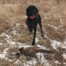 hunting_with_bailey