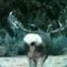 MonstroMuley