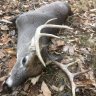 Vermont Hunter 34