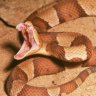 Copperhead