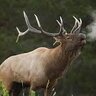 CO Elk Hunter
