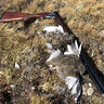 ptarmiganchaser