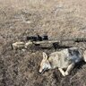 Coyote Assassin