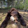 Bushman77