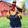 DenimChicken