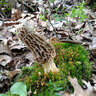 Morel Finder