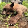 slowreflexes