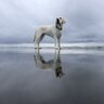 DisplacedHusky