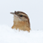 Birderbob