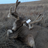 Muleykrazy