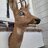 Ngldeer