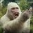 RogueGorilla0