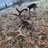 Back_country_blacktail