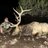 AZ_Bowhunter