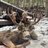Kootenaybackwoods