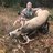 whitetails_wi