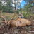 Osceola